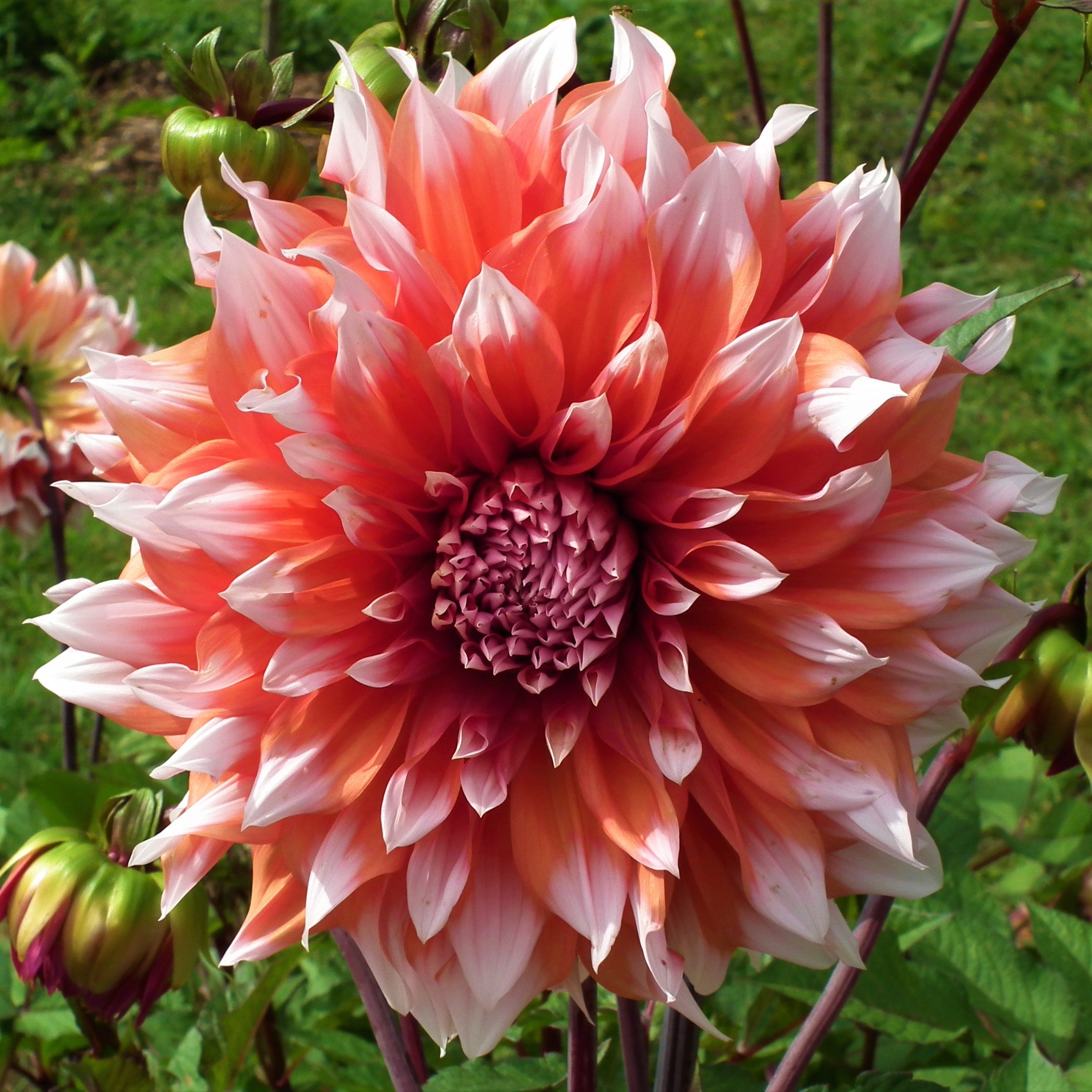 Dahlia holland festival